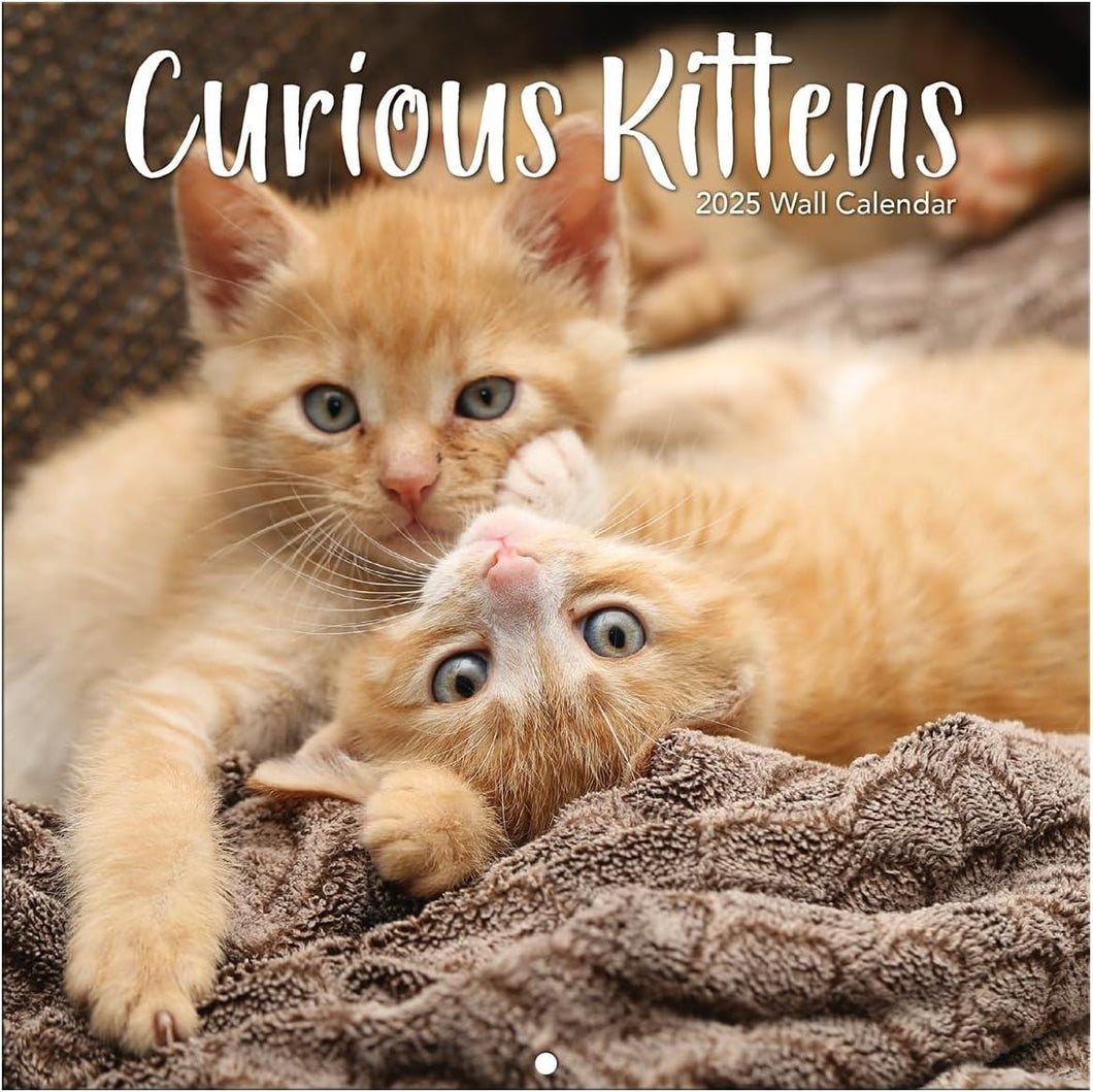 Turner Curious Kittens Photo 2025 Mini Wall Calendar