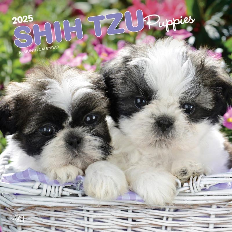 Browntrout Shih Tzu Puppies 2025 12 x 12 Wall Calendar