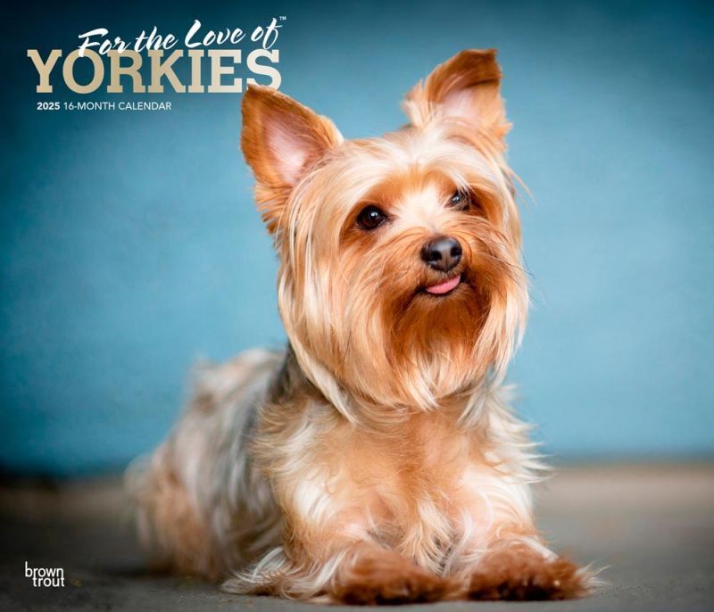 Browntrout For the Love of Yorkshire Terrier 2025 14 x 12 Deluxe Wall Calendar