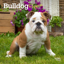 Load image into Gallery viewer, Browntrout Bulldog Puppies 2025 7 x 7 Mini Calendar
