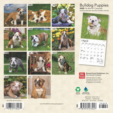 Load image into Gallery viewer, Browntrout Bulldog Puppies 2025 7 x 7 Mini Calendar
