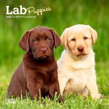 Load image into Gallery viewer, Browntrout Lab Puppies 2025 7 x 7 Mini Calendar
