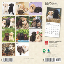 Load image into Gallery viewer, Browntrout Lab Puppies 2025 7 x 7 Mini Calendar
