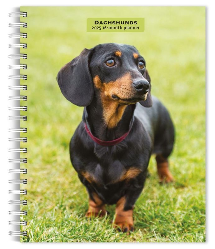 Browntrout Dachshunds 2025 6 x 7.75 Weekly Engagement Planner