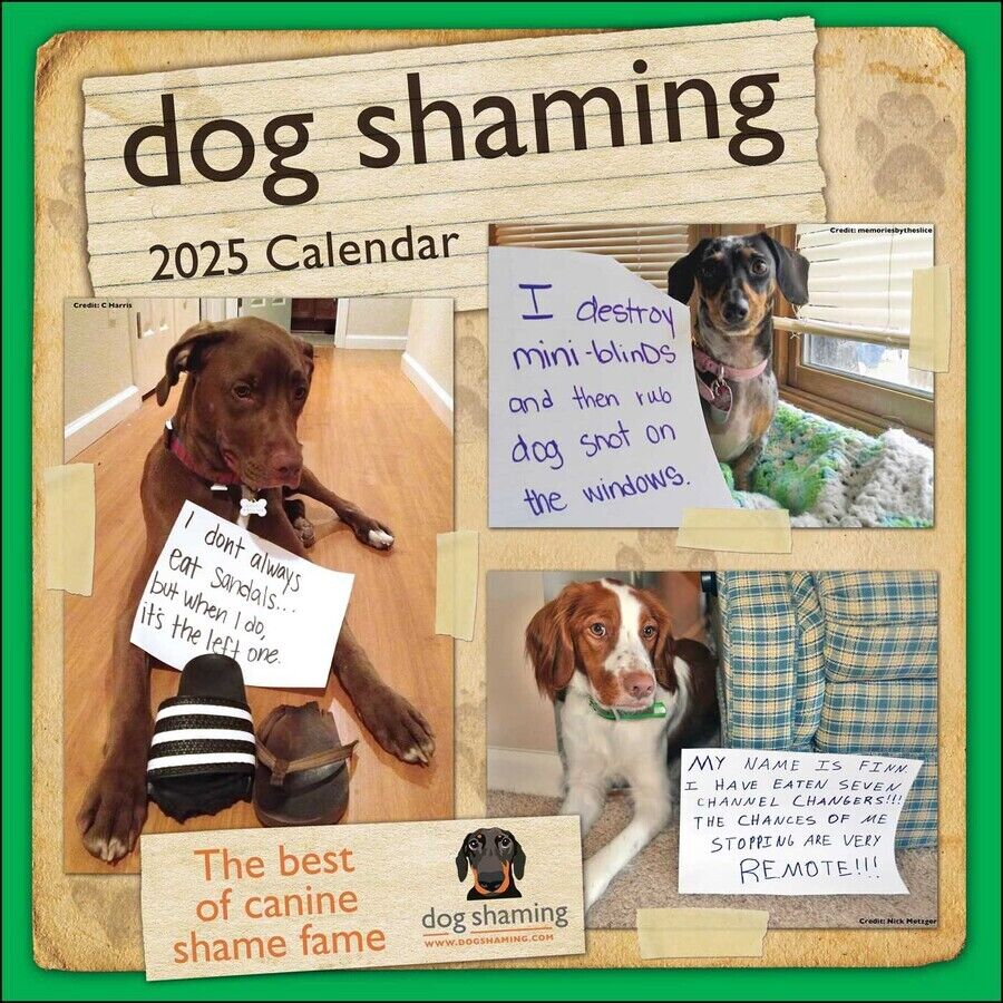 Andrews McMeel Dog Shaming 12x12 2025 Wall Calendar